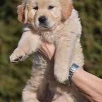 GOLDEN RETRIEVER cuccioli