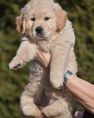GOLDEN RETRIEVER cuccioli