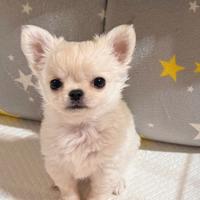 Chihuahua cuccioli disponibili