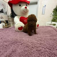 Barboncino (barbone) mini toy,toy fulvo
