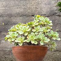 Tris di Succulente in Vaso di Terracotta