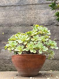 Tris di Succulente in Vaso di Terracotta