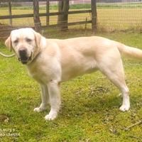 Labrador cuccioli selezionati