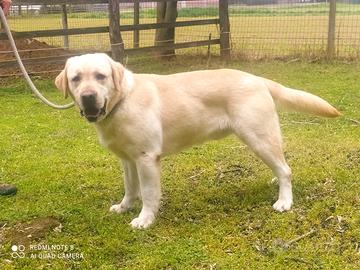 Labrador cuccioli selezionati