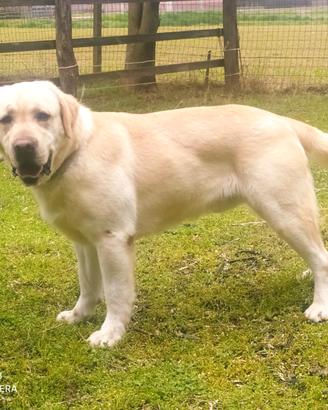 Labrador cuccioli selezionati