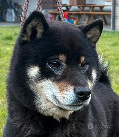 Shiba inu per monta