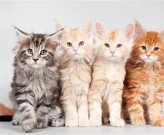 Cuccioli Maine Coon