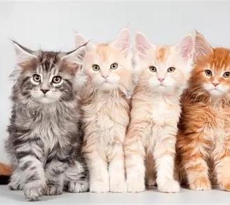 Cuccioli Maine Coon