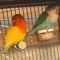 Inseparabili Fischer