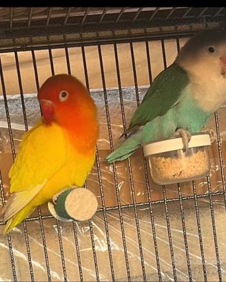 Inseparabili Fischer