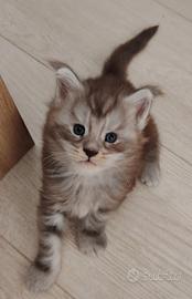 Gattino mainecoon