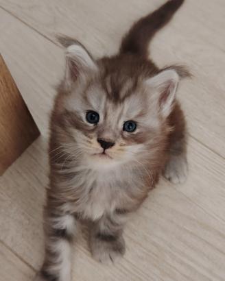 Gattino mainecoon
