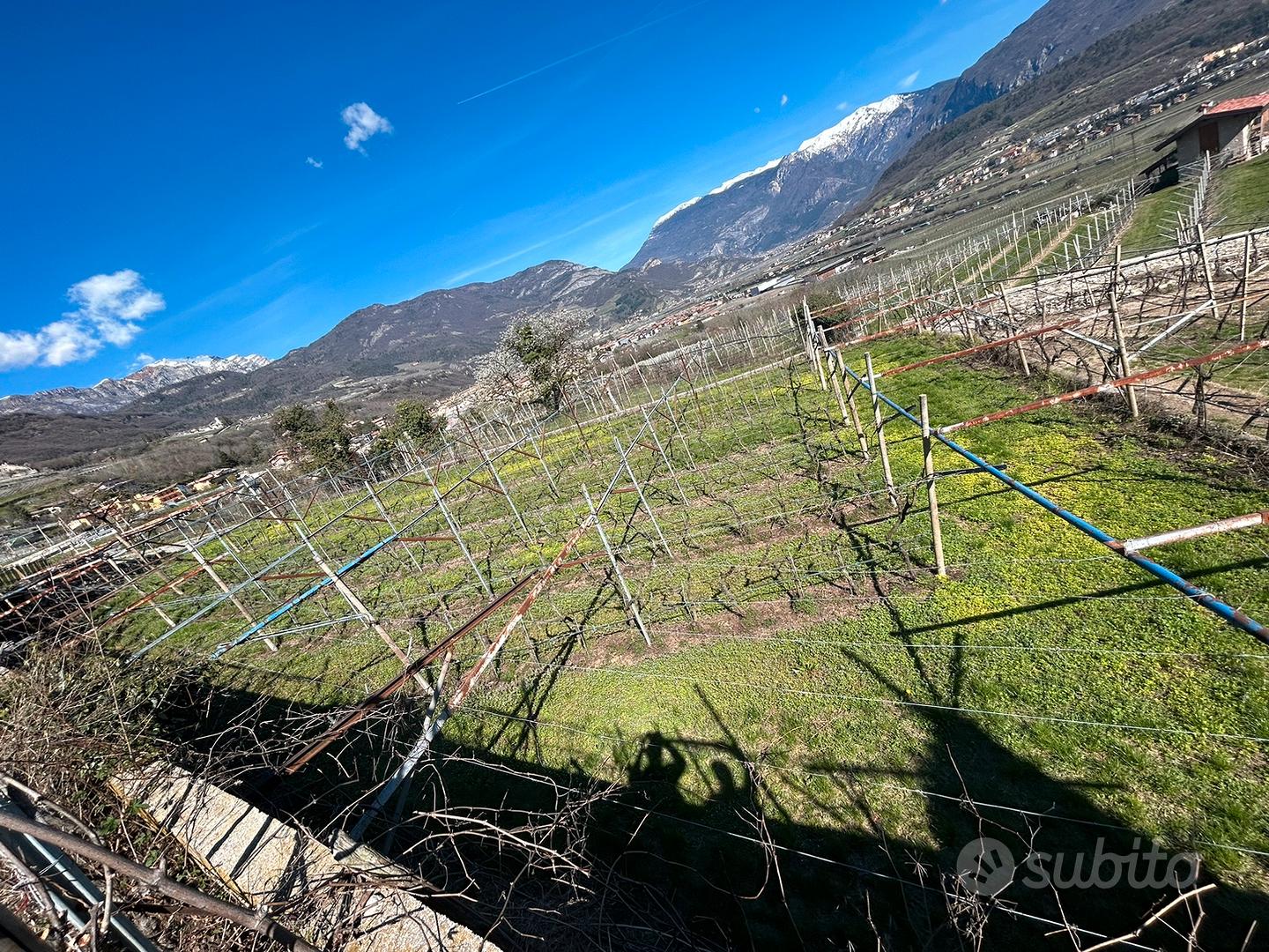Terreno agricolo uliveto vigneto e bosco - Vista 3