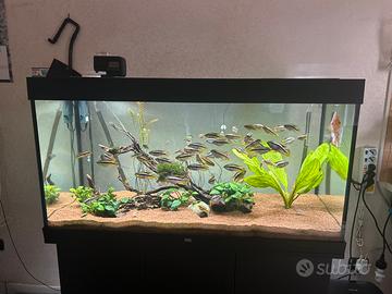 Acquario juwel 350L