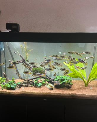 Acquario juwel 350L