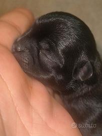 Cuccioli di Chihuahua - Disponibili a Settembre