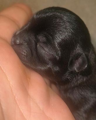 Cuccioli di Chihuahua - Disponibili a Settembre