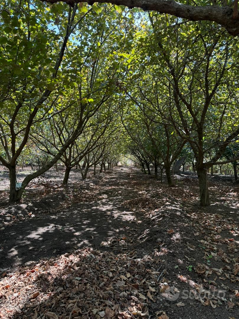 Terreno agricolo - Vista 3