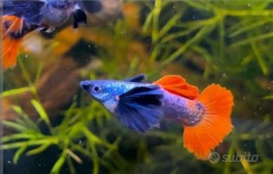 Guppy big ear Platinum red tail
