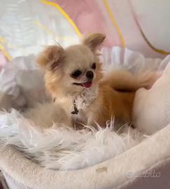 Chihuahua mini pelo lungo