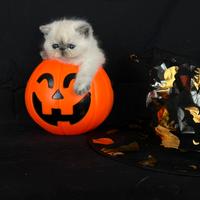 Persiani persia persiane ed exotic shorthair blu