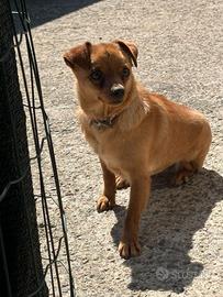 Cagnolina pincher