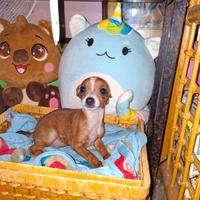 Incrocio tra pincher e chihuahua toy