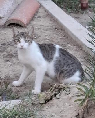 3 micini 3mesi  SOS  AIUTOOO  VOGHERA(PV)