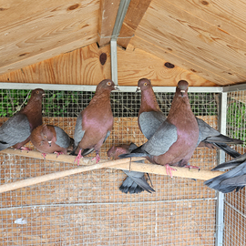 Colombo ciuffolotto arcangelo