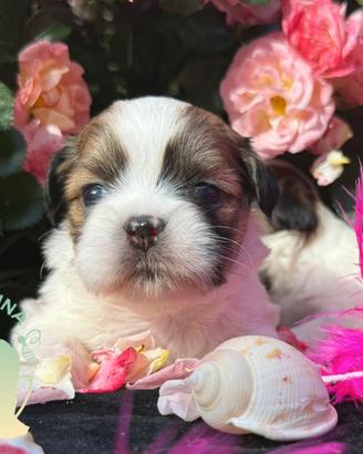Maltipoo Barboncino Lhasa Apso - Tre Quarti di Lun