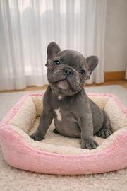 Cuccioli Esotici di Bulldog Francese