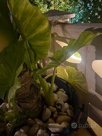Alocasia (orecchie di elefante)