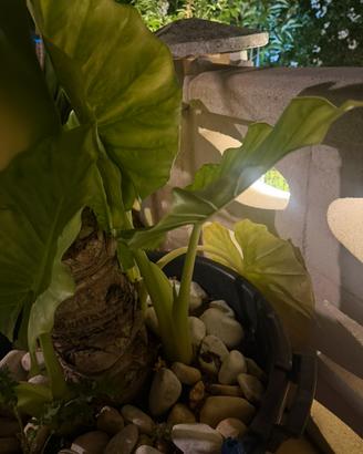 Alocasia (orecchie di elefante)