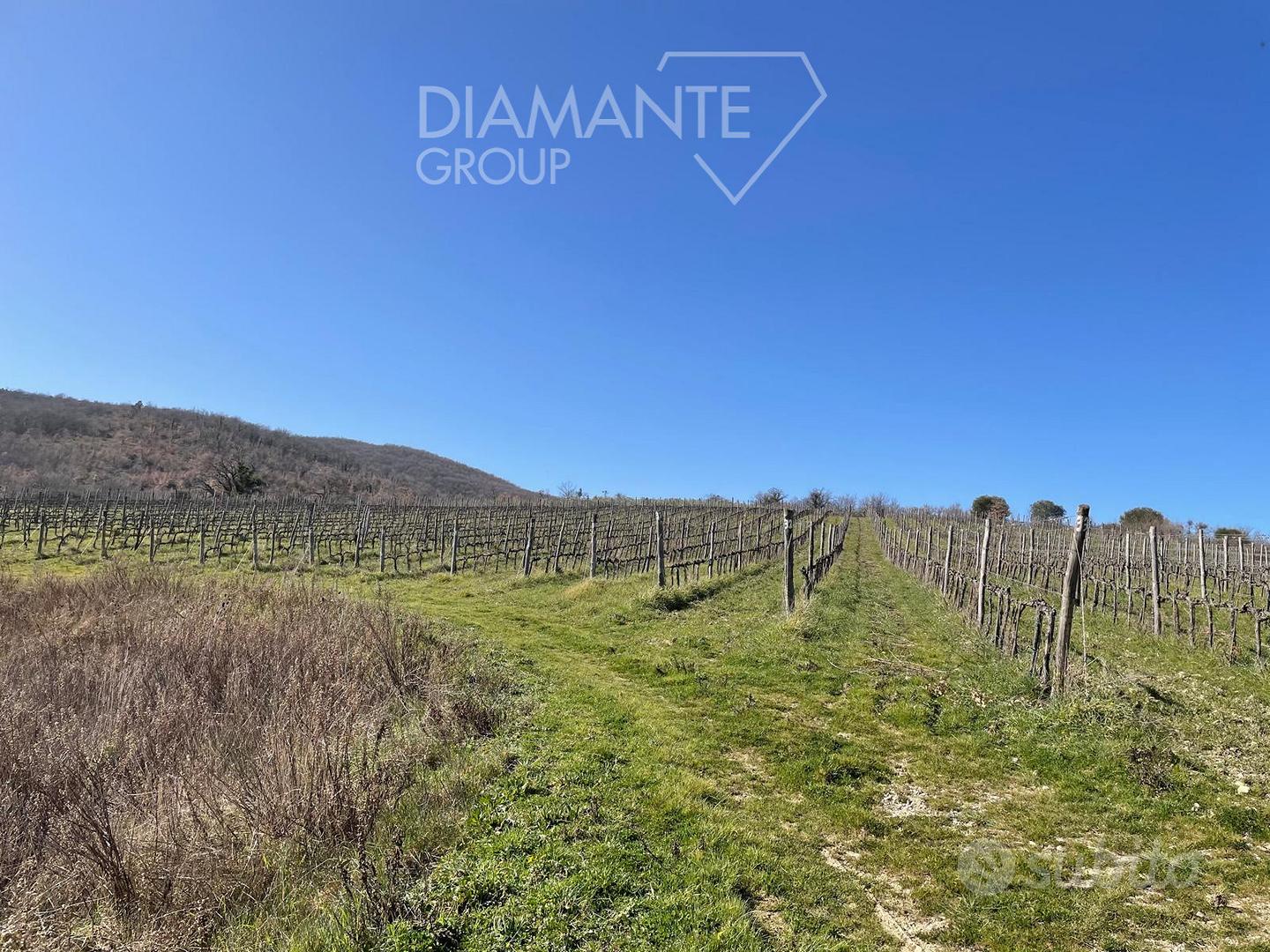 Terreno agricolo di 4 ettari con vigneto Bio Orcia - Vista 5