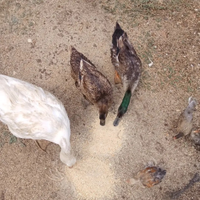 Anatre germani reale