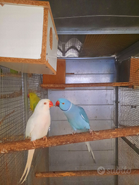 Pappagalli dal collare