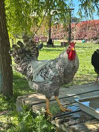 Gallo ornamentale