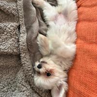Maltese