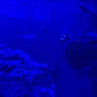 Acquario Marino 120x60x70 completo, avviato 2 anni