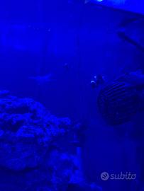Acquario Marino 120x60x70 completo, avviato 2 anni