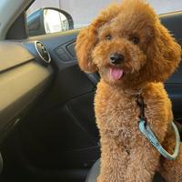 BARBONCINO NANO 2 ANNI per MONTA
