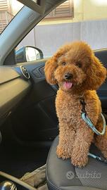 BARBONCINO NANO 2 ANNI per MONTA