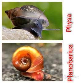 Lumache Planobarius,Physa, S.G.Milanese/spedisco