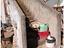 Immagine 13