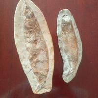 fossili di pesce