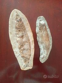 fossili di pesce