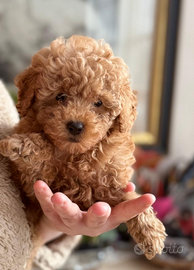 Cucciola barboncino Toy Red