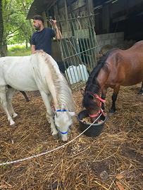 Super pony intero e pony gravida prezzo per entra