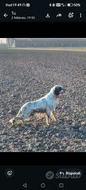 Stupendo Setter inglese tricolore