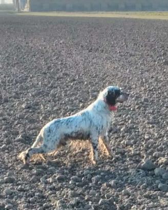 Stupendo Setter inglese tricolore
